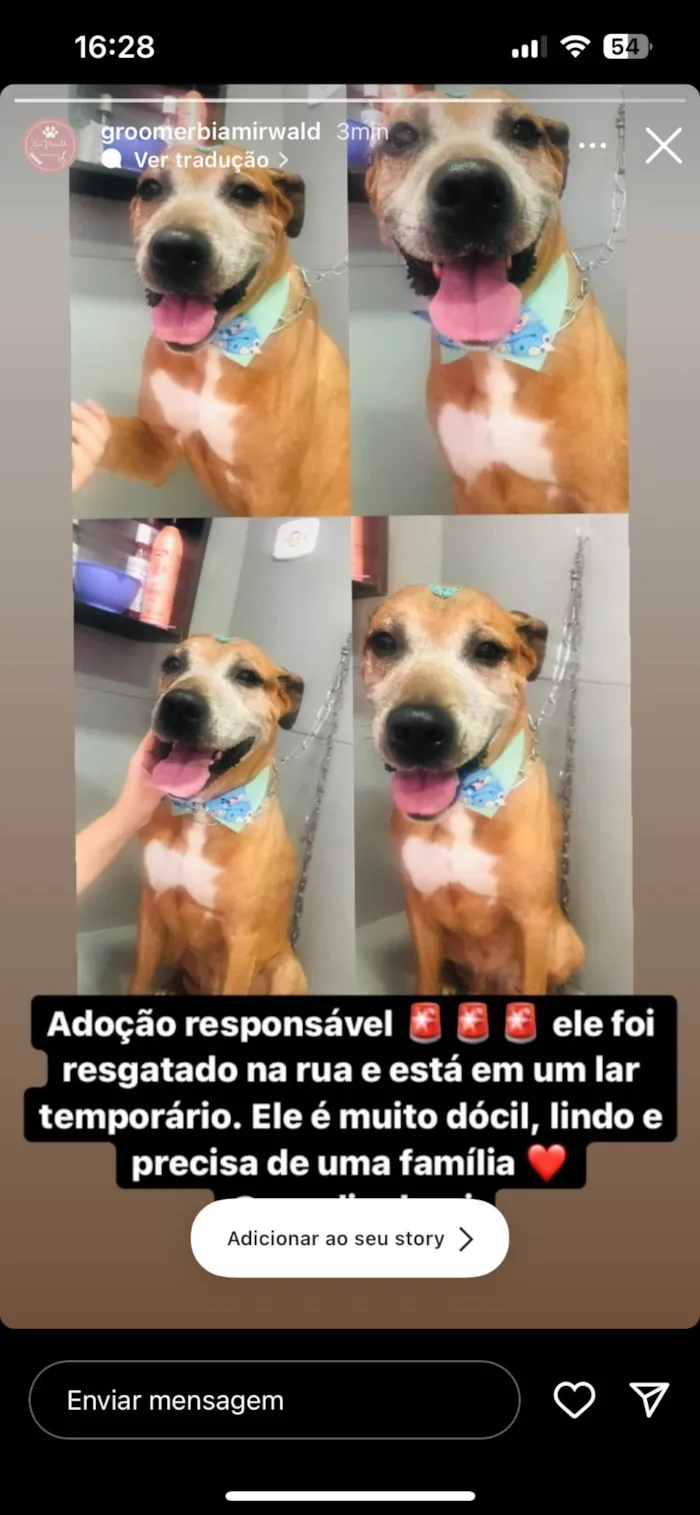 Cachorro ra a SRD-ViraLata idade 5 anos nome Thor ( nome dado no resgate, nao sabemos o nome real)