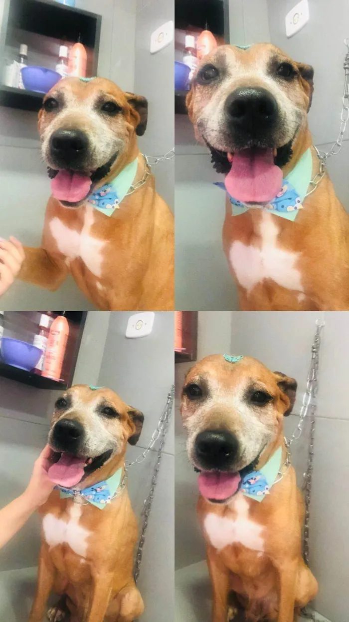 Cachorro ra a SRD-ViraLata idade 5 anos nome Thor ( nome dado no resgate, nao sabemos o nome real)