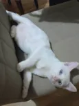 GUSTAVO