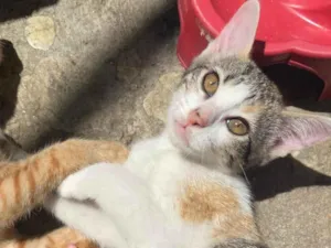 Gato raça SRD-ViraLata idade 2 a 6 meses nome Lucy