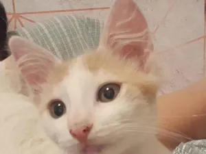 Gato raça SRD-ViraLata idade 2 a 6 meses nome RAFAEL