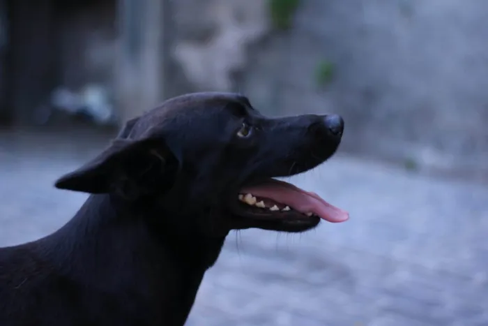 Cachorro raça Sem raça  idade 2 anos nome Pandora