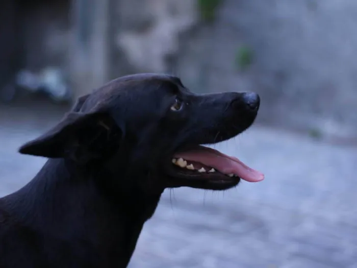 Cachorro raça Sem raça  idade 2 anos nome Pandora