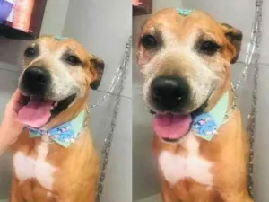 Cachorro raça SRD-ViraLata idade 5 anos nome Thor ( nome dado no resgate, nao sabemos o nome real)