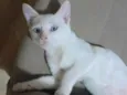 GUSTAVO