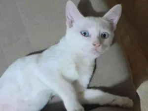 Gato raça SRD-ViraLata idade 2 a 6 meses nome GUSTAVO
