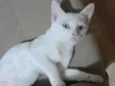 GUSTAVO