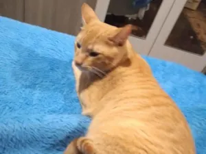 Gato raça SRD-ViraLata idade 1 ano nome CRISPIN