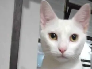 Gato raça SRD-ViraLata idade 1 ano nome BETHOVEN