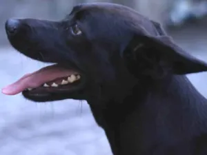 Cachorro raça Sem raça  idade 2 anos nome Pandora