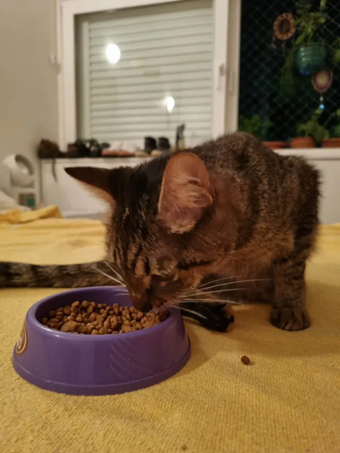Gato ra a SRD-ViraLata idade  nome Não sabemos o nome
