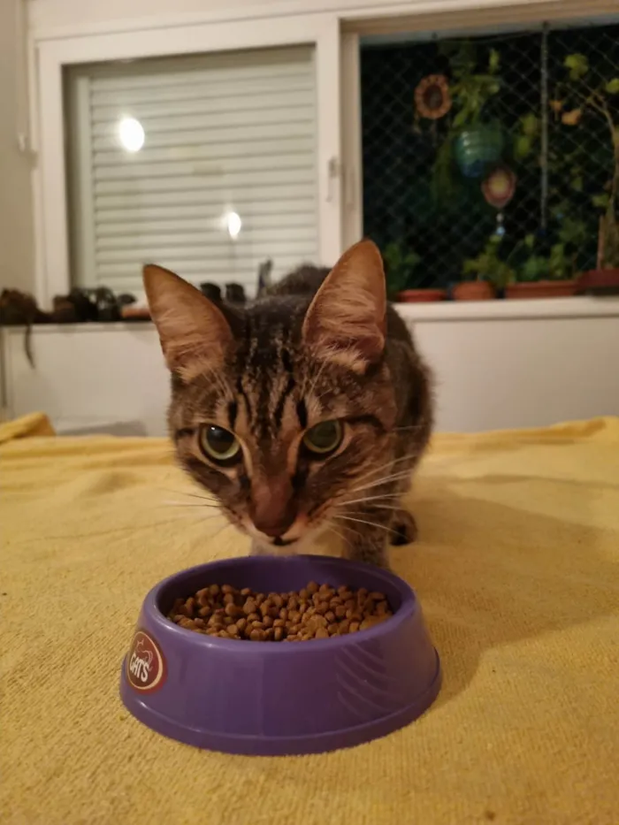 Gato ra a SRD-ViraLata idade  nome Não sabemos o nome