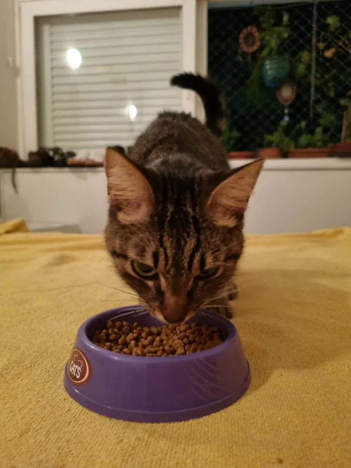 Gato ra a SRD-ViraLata idade  nome Não sabemos o nome