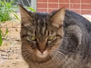Gato raça SRD-ViraLata idade  nome Não sabemos o nome