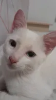 GUSTAVO