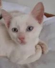 GUSTAVO