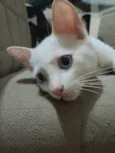 GUSTAVO