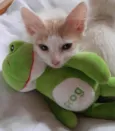 RAFAEL