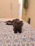 Leila