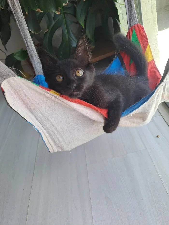 Gato ra a SRD-ViraLata idade 2 a 6 meses nome Leila