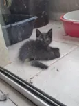 Leila
