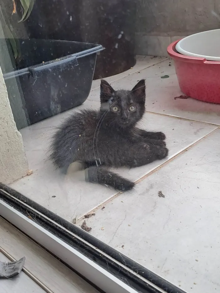 Gato ra a SRD-ViraLata idade 2 a 6 meses nome Leila