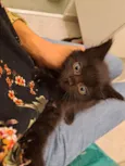 Leila