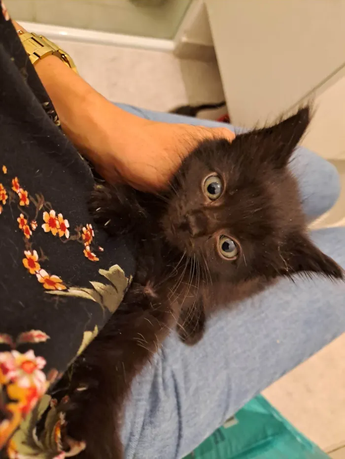 Gato ra a SRD-ViraLata idade 2 a 6 meses nome Leila