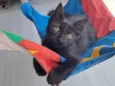 Leila