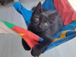 Gato raça SRD-ViraLata idade 2 a 6 meses nome Leila