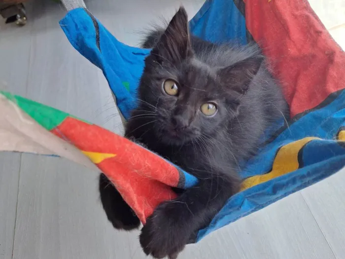 Gato ra a SRD-ViraLata idade 2 a 6 meses nome Leila