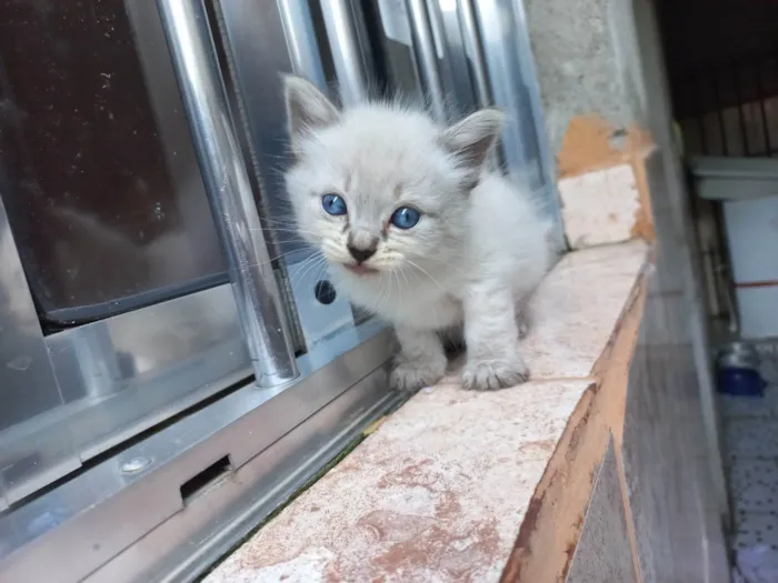 Gato ra a SRD-ViraLata idade Abaixo de 2 meses nome Sem nome 