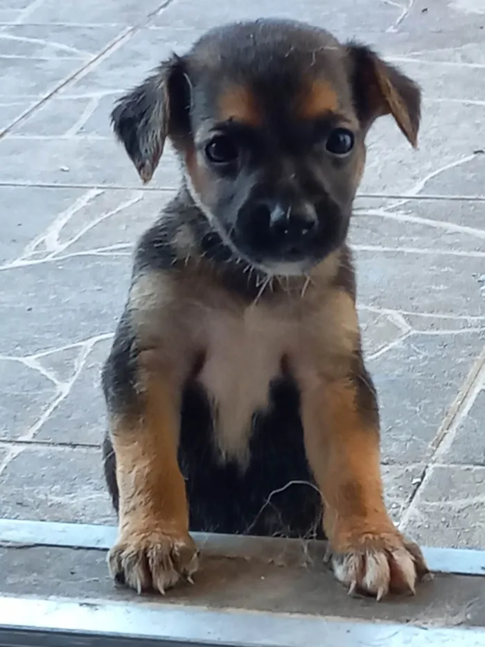 Cachorro ra a SRD-ViraLata idade 7 a 11 meses nome Sem nome 