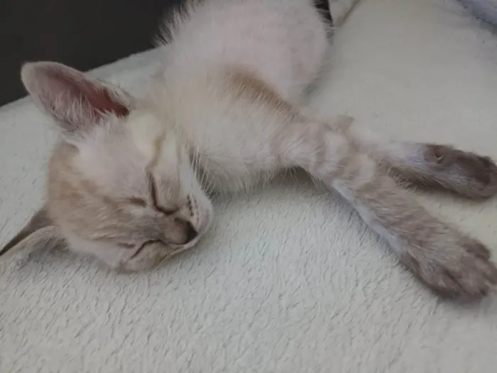 Gato raça Siamesa idade Abaixo de 2 meses nome Melissa