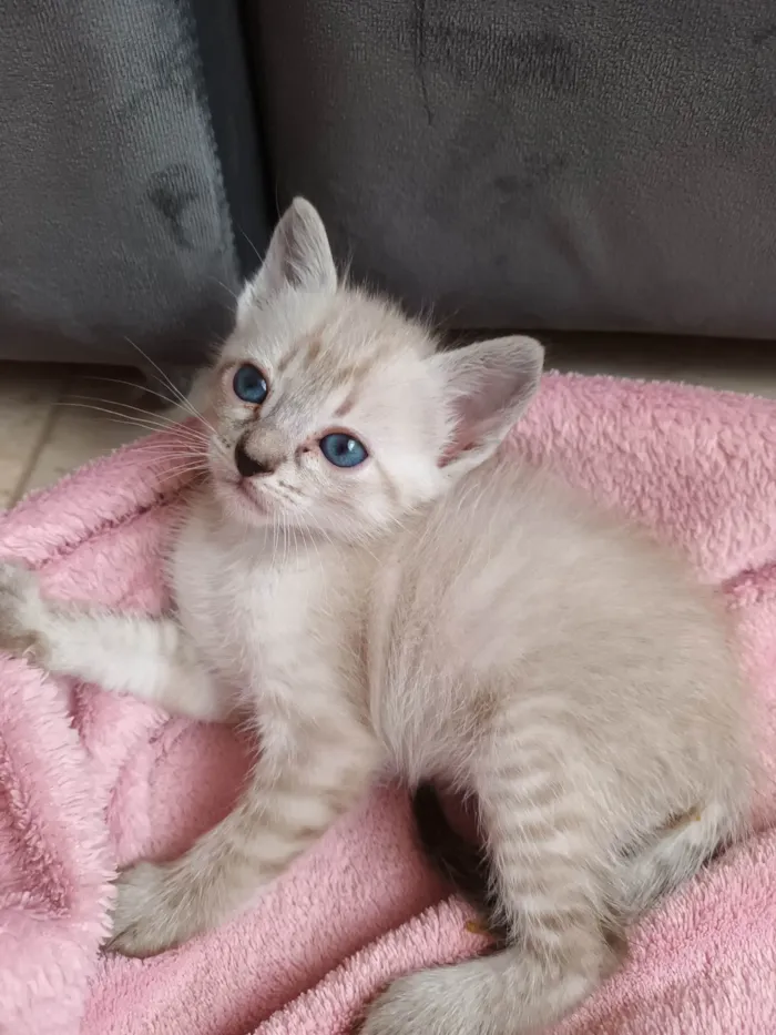 Gato raça Siamesa idade Abaixo de 2 meses nome Melissa