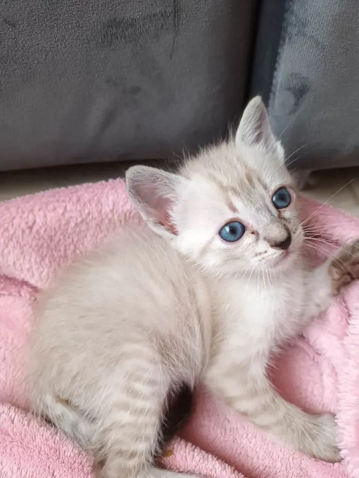 Gato raça Siamesa idade Abaixo de 2 meses nome Melissa