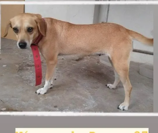 Cachorro ra a SRD-ViraLata idade  nome Mel