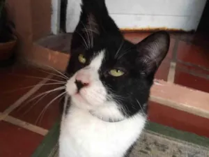 Gato raça SRD-ViraLata idade 1 ano nome VITÓRIA