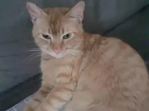 Gato raça SRD-ViraLata idade 1 ano nome ALEMÃO
