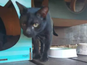 Gato raça SRD-ViraLata idade 3 anos nome RANDOLFO