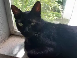 Gato raça SRD-ViraLata idade 2 anos nome CHICO