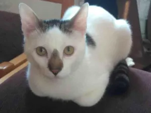 Gato raça SRD-ViraLata idade  nome PITOKO