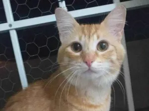 Gato raça SRD-ViraLata idade 1 ano nome DRACO