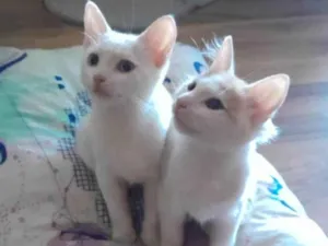 Gato raça SRD-ViraLata idade 2 a 6 meses nome RAFA e GUS