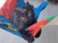 Leila