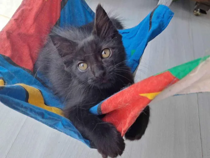 Gato ra a SRD-ViraLata idade 2 a 6 meses nome Leila