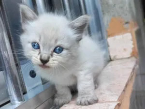 Gato raça SRD-ViraLata idade Abaixo de 2 meses nome Sem nome 