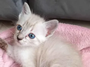 Gato raça Siamesa idade Abaixo de 2 meses nome Melissa