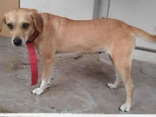 Cachorro ra a SRD-ViraLata idade  nome Mel