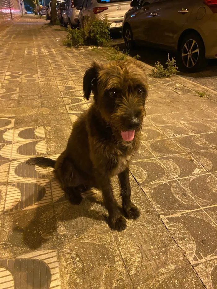 Cachorro ra a SRD-ViraLata idade 3 anos nome Bob